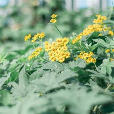 半岛官网入口网页版